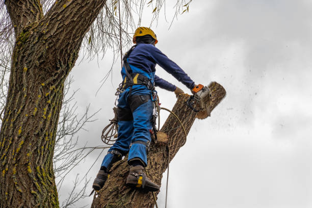 Best Commercial Tree Services  in Bloomfield, NM